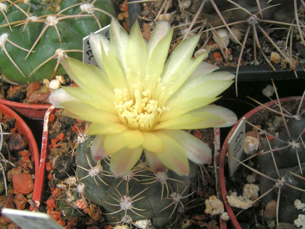 Gymnocalycium andreae